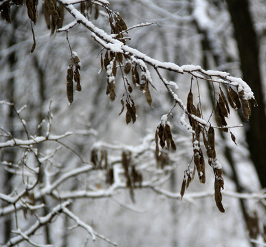 枝雪