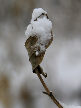 枝雪