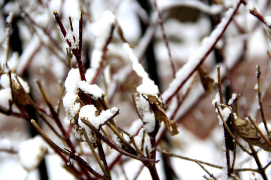 枝雪