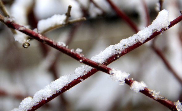 枝雪