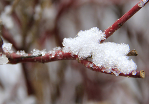 枝头雪