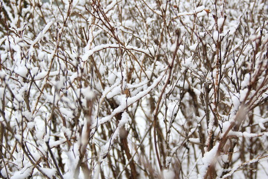 雪上枝头