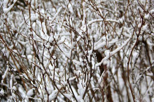 冰雪枝头