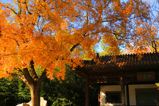 北京紫竹公园秋景