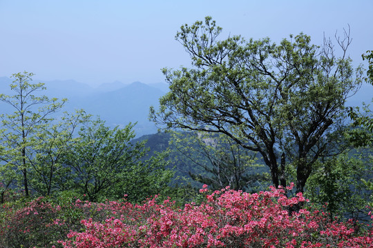 龟山杜鹃花海