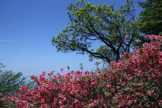 大别山杜鹃