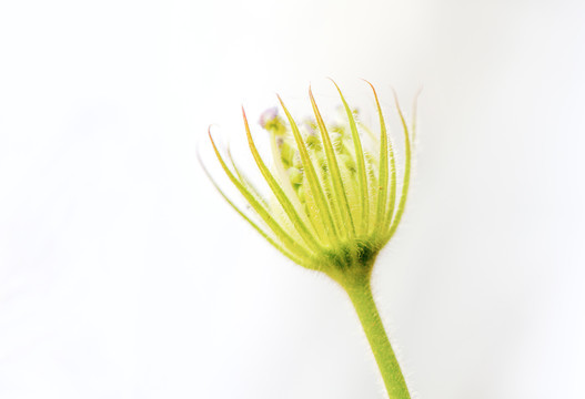 大花葱花苞特写