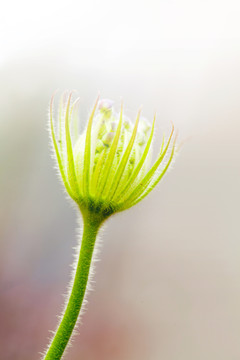 大花葱花苞特写