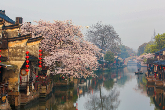 西塘樱花树