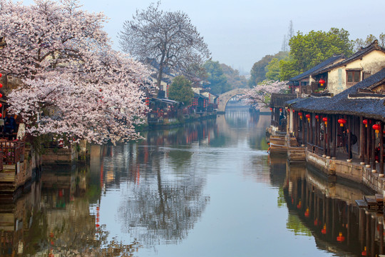 西塘樱花树