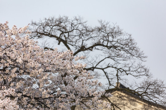 西塘樱花树