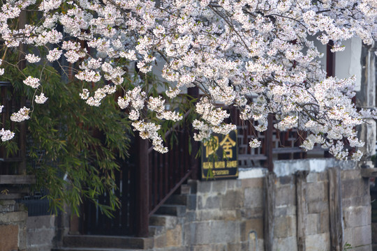 西塘樱花树