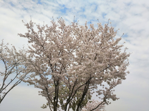 樱花盛放