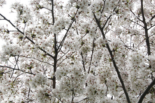 白色樱花树