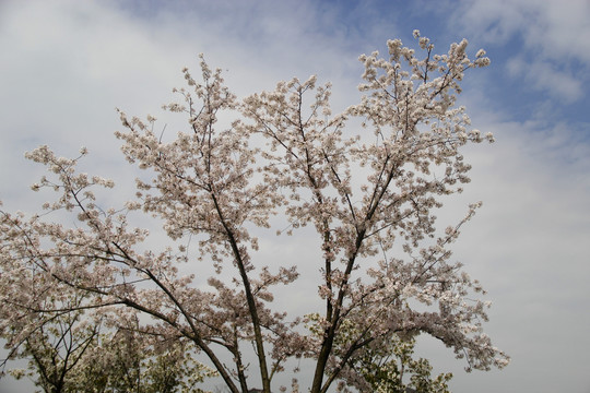 日本樱花素材