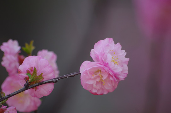 特写的重瓣榆叶梅