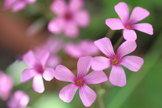 浪漫粉红小花