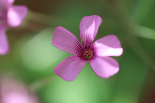 浪漫粉红小花