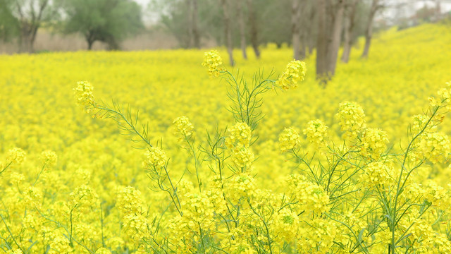 油菜花海