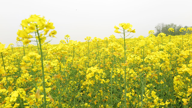 油菜花海