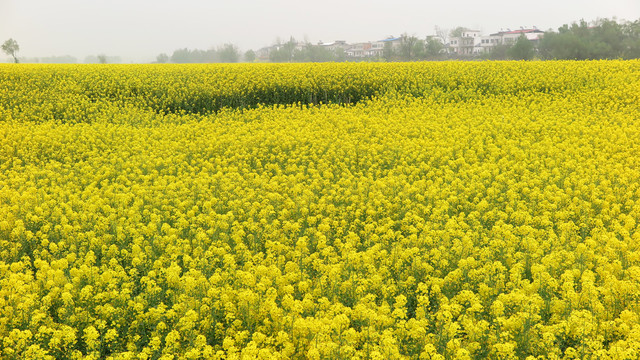 油菜花海