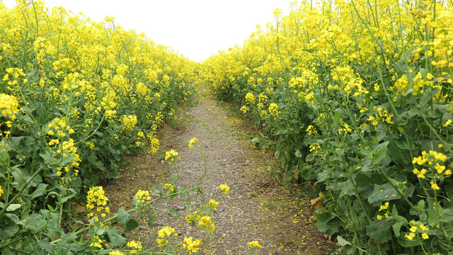 油菜花