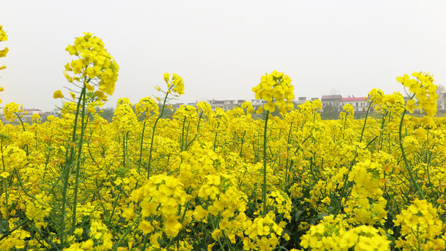 油菜花