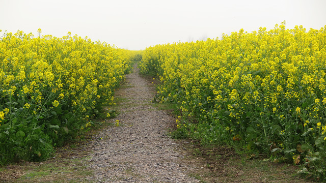 油菜花