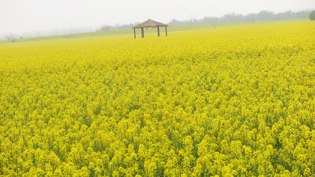 油菜花