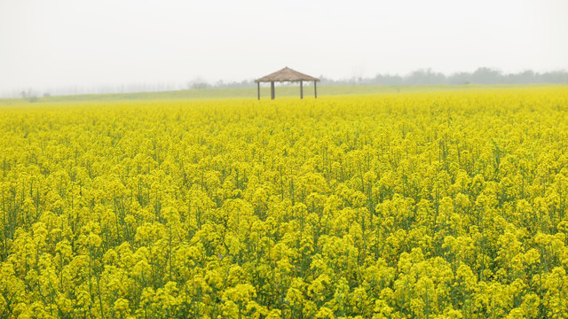 油菜花