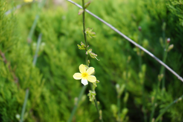 迎春花