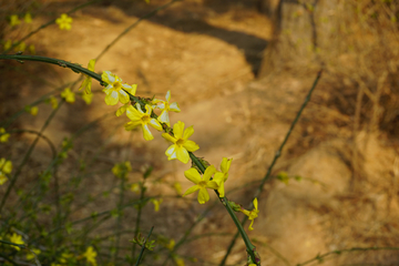 迎春花