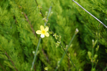 迎春花