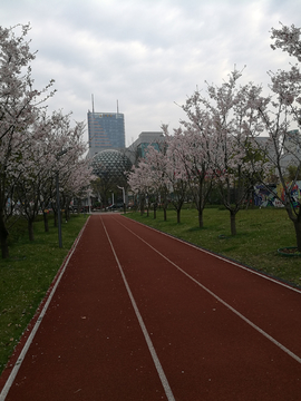 樱花步道