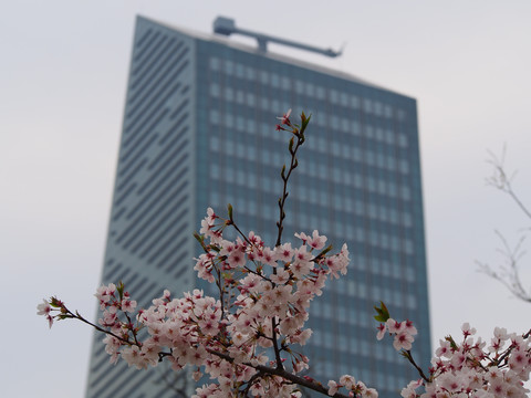 景观园林樱花和摩天高楼