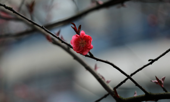 樱花高清特写