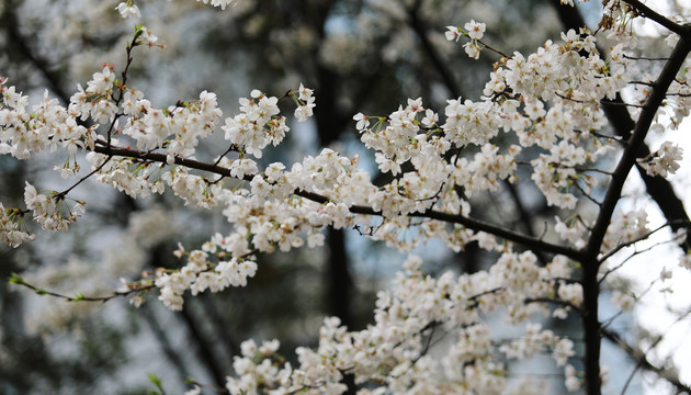 樱花高清特写