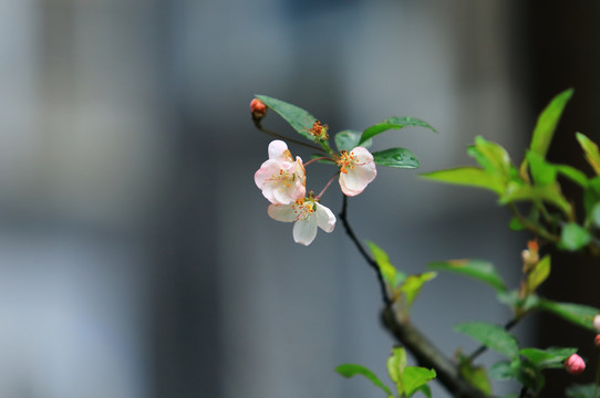 樱花特写