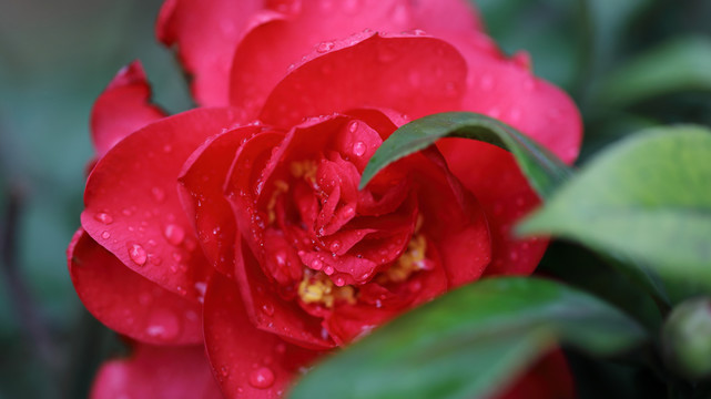 山茶花高清特写