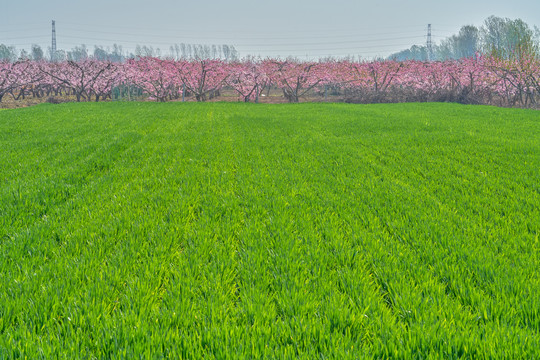 麦苗和桃花林