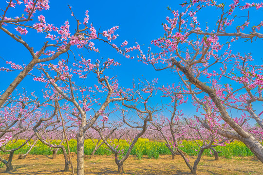 桃花和油菜花