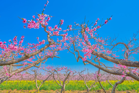 桃花和油菜花