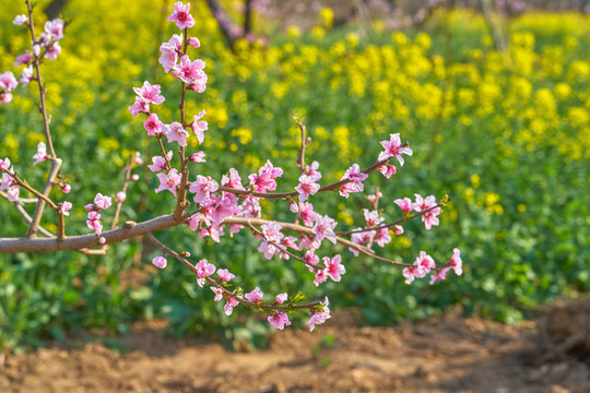 桃花和油菜花