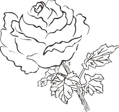牡丹花于葉子簡筆畫