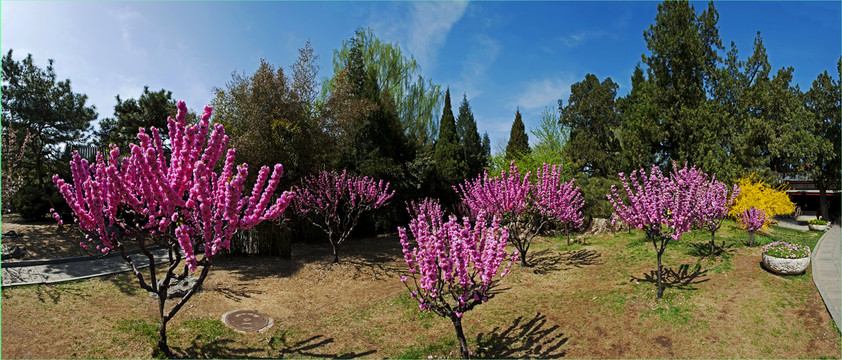 中山公园桃花盛开