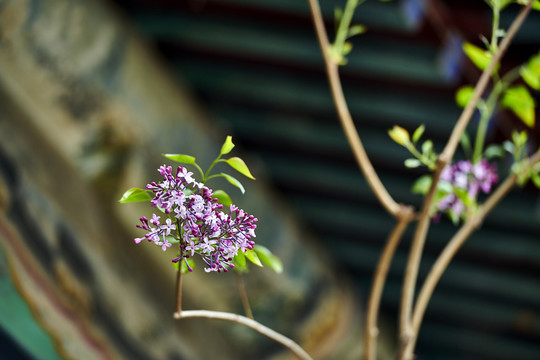 丁香花