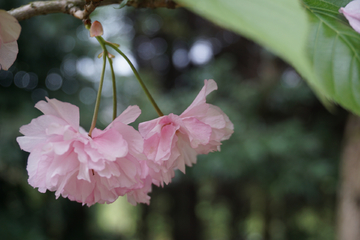 复瓣樱花