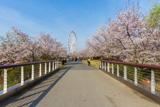 樱花景观