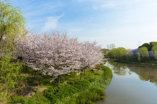 樱花林