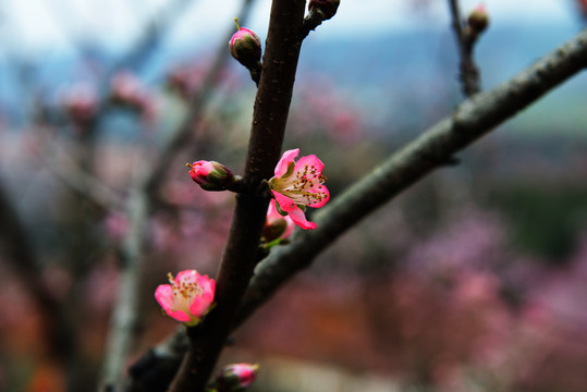 桃花园风光